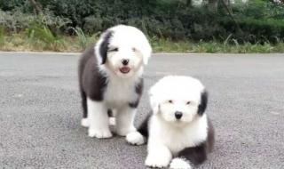 英国古代牧羊犬 英国古代牧羊犬